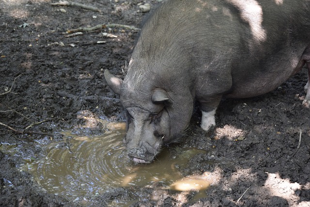 森林狼未來 森林狼未來